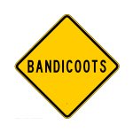 bandicoots